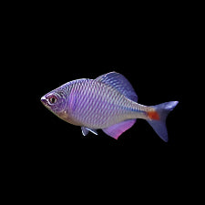 Rosy Bitterling
