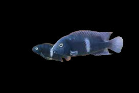 Poor Man's Tropheus / Neets