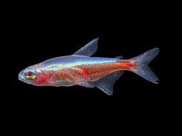 Albino Cardinal Tetra