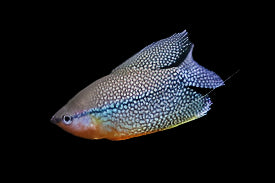 Gourami perlé