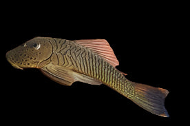 L187 Pléco bouledogue tacheté