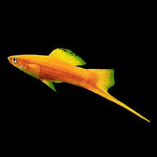 Platy smoking doré