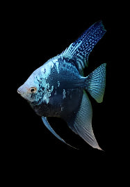 Poisson-ange avatar bleu