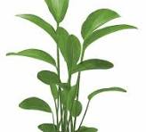 Echinodorus 'Radican' en pot