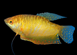 Gold Gourami