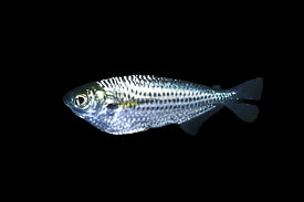 Dusky Narrow Hatchetfish