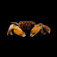 Pom-Pom Crab (Ptychognathus barbatus)