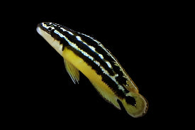 Julie dorée (Julidochromis ornatus)