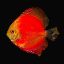 Discus assortis