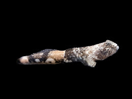 Micro-gobie dragon indonésien