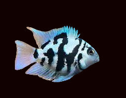 Polar parrot cichlid