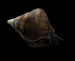 Escargot Lapin Triangle