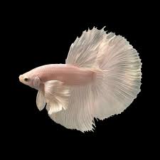 Platinum Halfmoon Male Betta