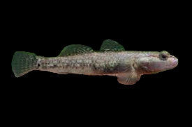 Dwarf Dragon Goby (males only)
