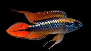 Apistogramma agassizii 'Double Red' (Locally Bred)