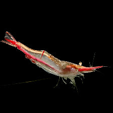 Crevettes Bloody Mary