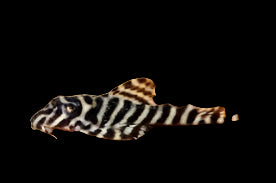 L401 Rio Curua Pleco (élevé localement)