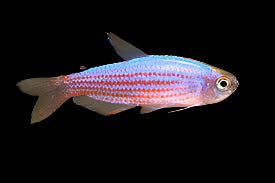 Tétra citron orange bolivien