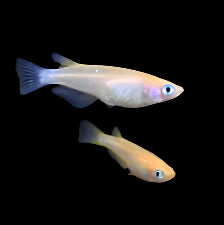 Pink Ricefish/Medaka