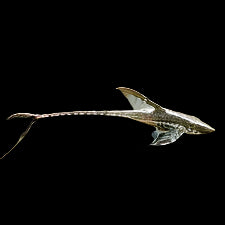 Royal Farlowella Catfish