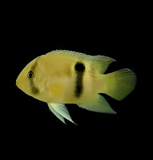 Keyhole Cichlid