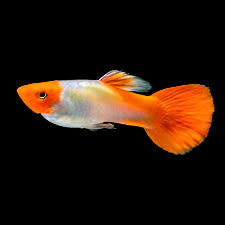 Koi Fancy Guppy