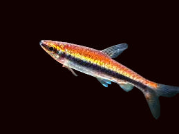 Beckford's Pencilfish