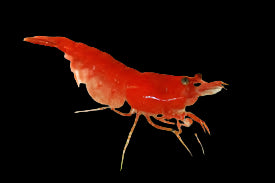 Crevettes aux cerises rouges