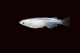 Poisson-riz bleu Miyuki