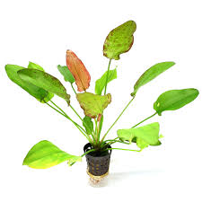 Echinodorus 'Oriental'