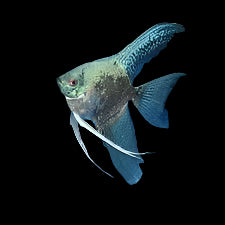 Poisson-ange Paraiba bleu fumé