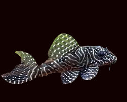 L260 Queen Arabesque Pleco