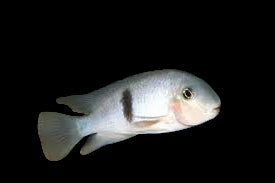 Poor Man's Tropheus / Neets