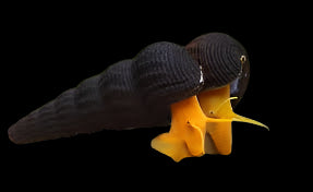 Orange Poso/ Rabbit Snail