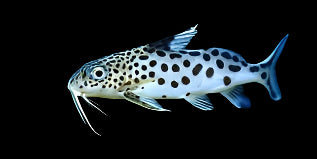 Synodontis du coucou
