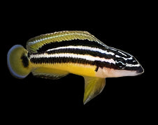 Julie dorée (Julidochromis ornatus)