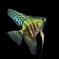 Poisson-ange avatar bleu