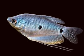Gourami doré