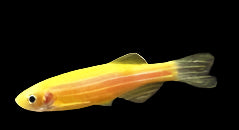 Golden Zebra Danio