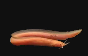 Eel Catfish