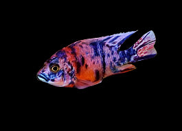 Calico O.B. Peacock Cichlid