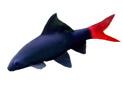 Requin à queue rouge