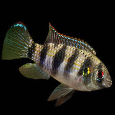 Cichlidé papillon africain