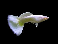 Guppy fantaisie platine