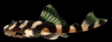 L168 Pléco papillon