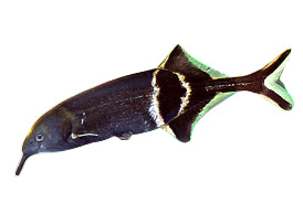 Mormyridé à nez d'éléphant de Peter