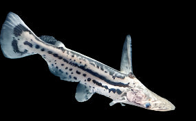 Poisson-chat dauphin de l'Orénoque (Ageneiosus magoi)