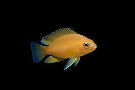 Variabilichromis moorii