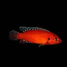 Cichlidé bijou Turkana