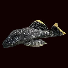 L081 Small Spot Gold Nugget Pleco